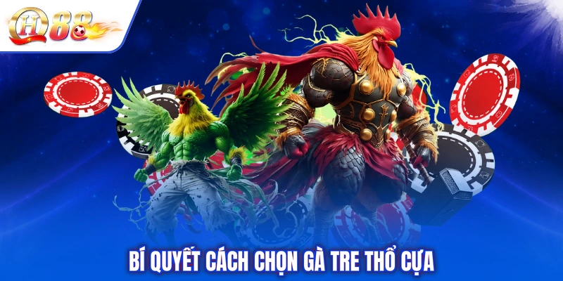 Bí quyết cách chọn gà tre thổ cựa
