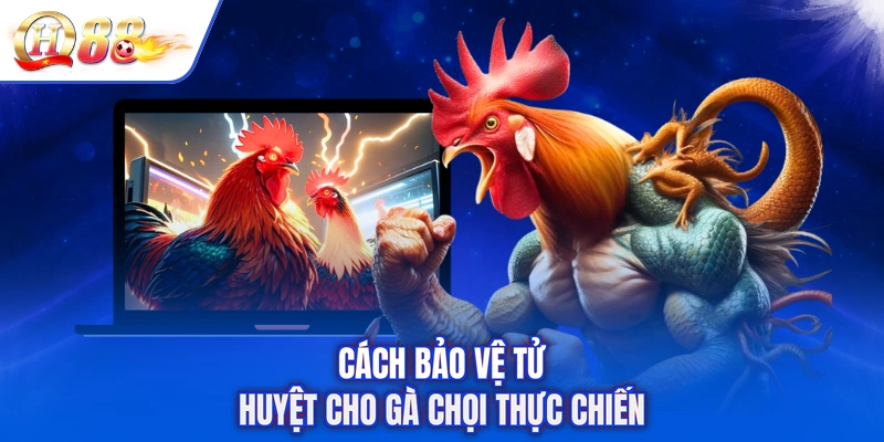 Cách bảo vệ tử huyệt cho gà chọi thực chiến