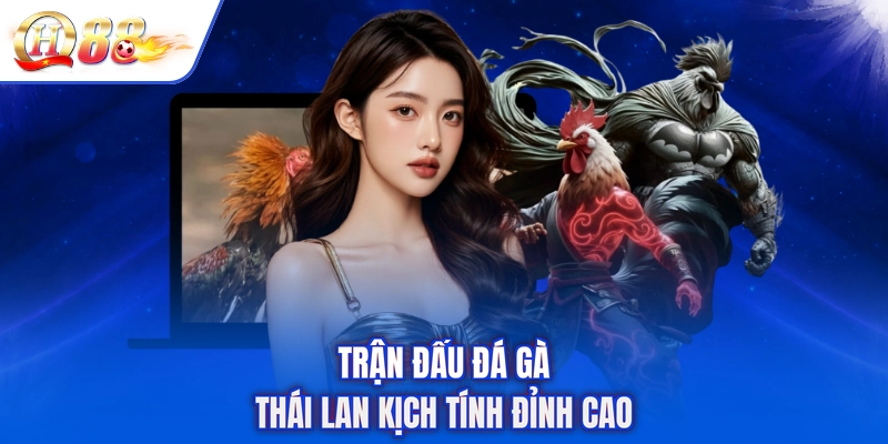 Trận đấu đá gà Thái Lan kịch tính đỉnh cao